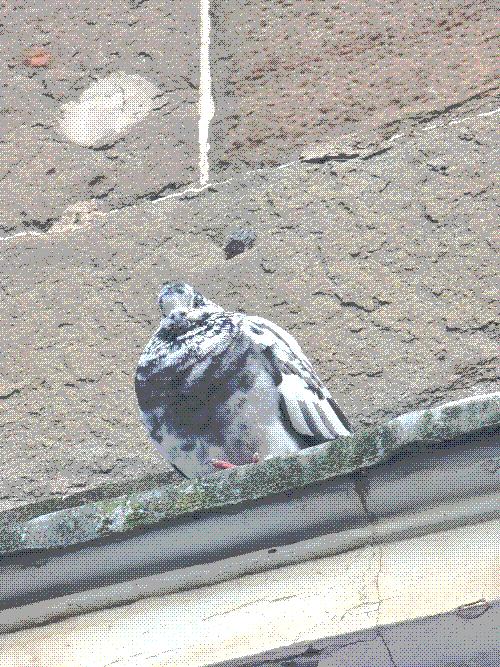 a little pied rock dove peering down